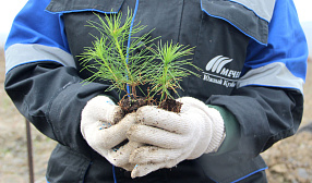 «ЮЖНЫЙ КУЗБАСС»  высадил более 52 000 саженцев